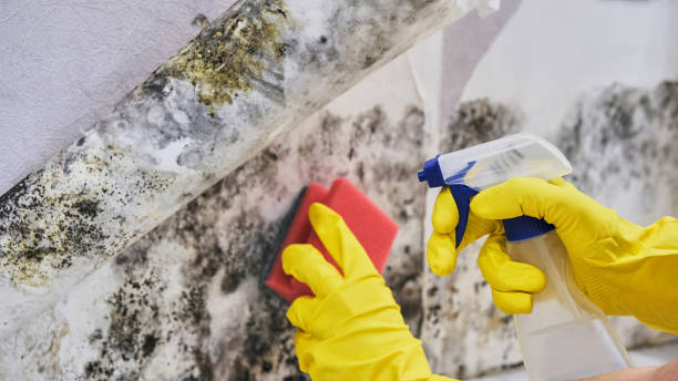 Best Preventive Mold Services in Adrian, MI